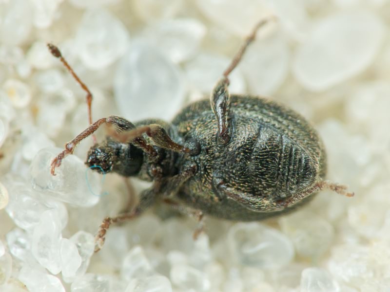 Omias puberulus Boheman, 1834